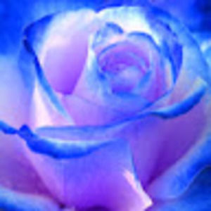 Meet your Posher, Lea